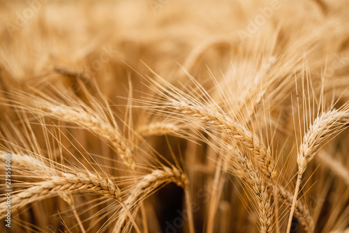 Yellow wheat grain ready for harvest in farm field