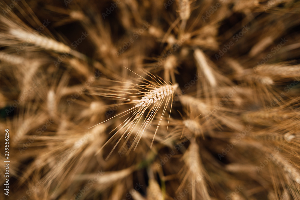 Yellow wheat grain ready for harvest in farm field Yellow wheat grain ready for harvest in farm field