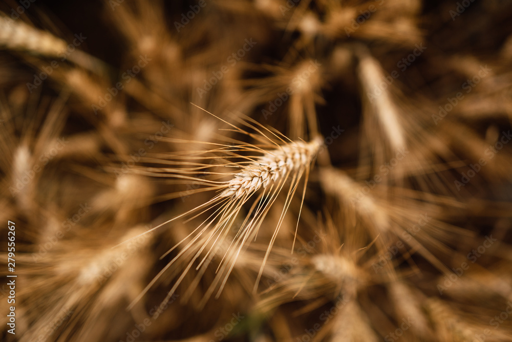 Yellow wheat grain ready for harvest in farm field Yellow wheat grain ready for harvest in farm field