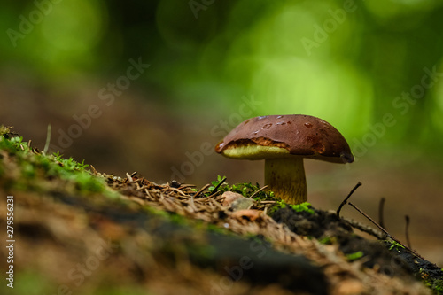 Mushrooms in the summer forest after rain