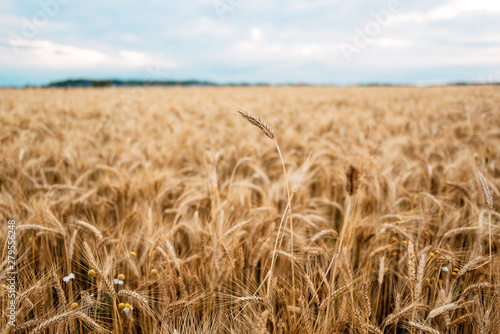 Wheat closeup. Wheat field. Background of ripening ears of wheat. Harvest and food concept.