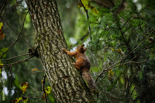 Squirrel in the summer forest on a tree