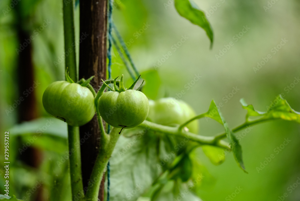 Tomatoes are small green not mature on the branch