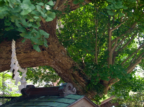 Obraz na płótnie tree in the park w salonie