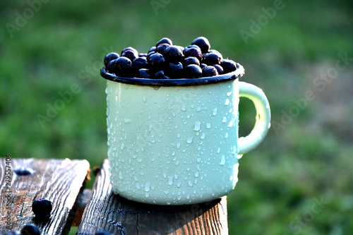 Chokeberry in a mug on the boards in the garden on a sunny summer day.
