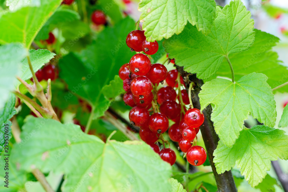 Ripe red currant berries on a branch