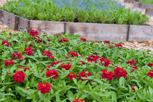 Obraz na płótnie flowers in the garden w salonie