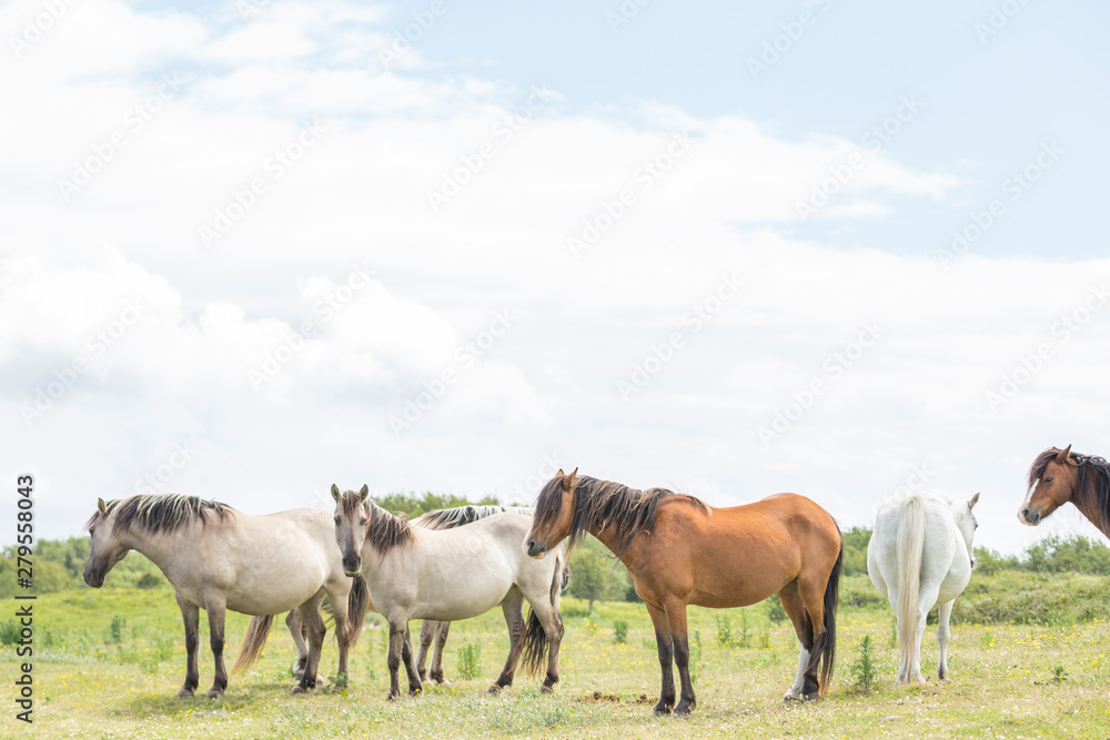Obraz premium Wild Ponies of the Isle of Anglesey in Wales