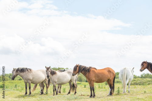 Wild Ponies of the Isle of Anglesey in Wales