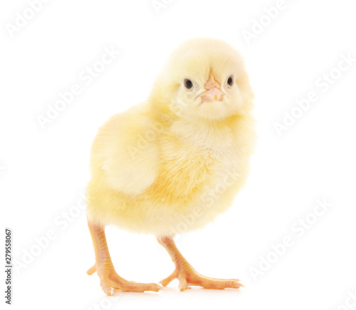 Small yellow chicken.