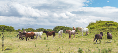 Wallpaper Mural Panoramic view with Wild Coastal Ponies in North Wales, UK Torontodigital.ca
