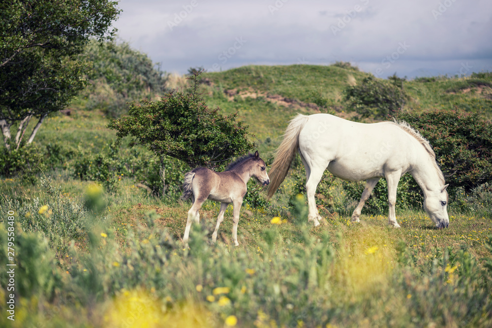 Fototapeta premium Wild Mare with Foal in Wales, UK
