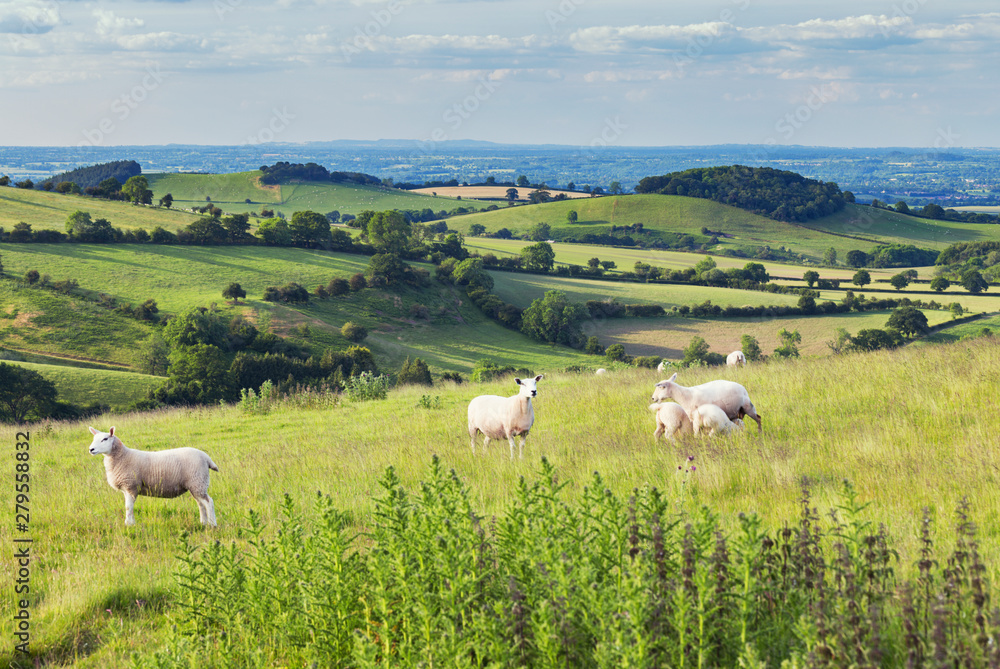 Fototapeta premium British Farming Fields at Summer in Shropshire, UK