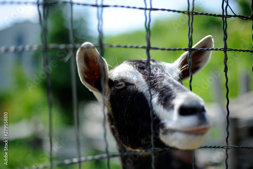 chèvre photo