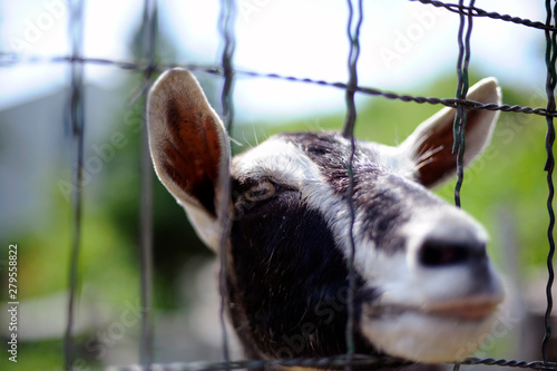 chèvre photo