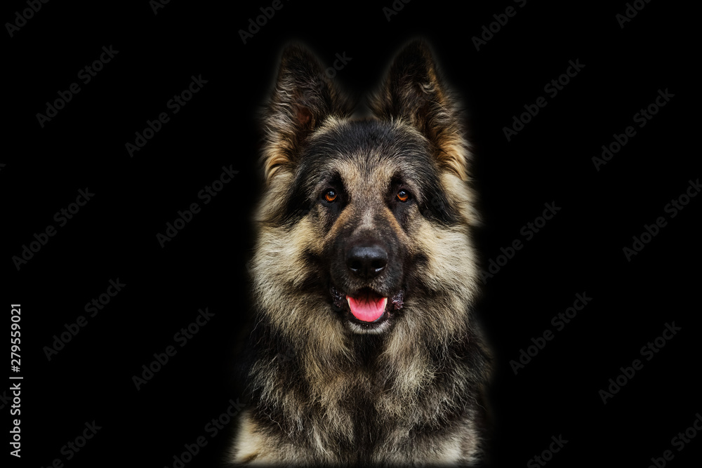 German Shepherd dog isolated on black background