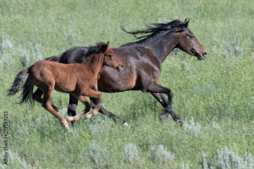 Wild mustang running with colt © Charles