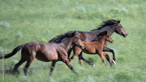 Two wild horses with colt running