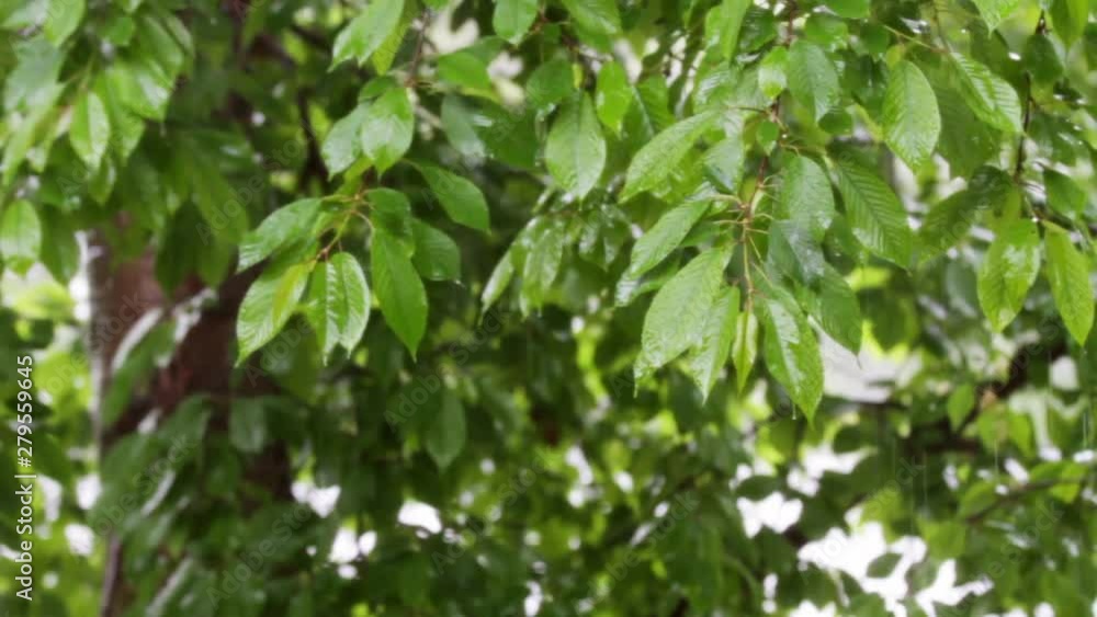 lots of leaves in the rain lots of leaves in the rain