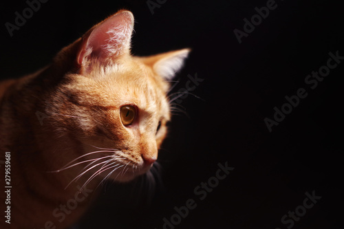 Portrait of a red cat under a light source on a black background © isavira