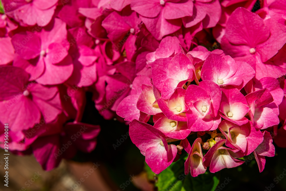 Beautiful Hydrangea Flowers in the Garden Beautiful Hydrangea Flowers in the Garden