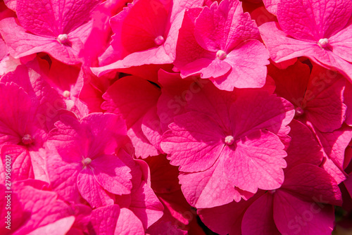 Tableau sur toile Beautiful Hydrangea Flowers in the Garden