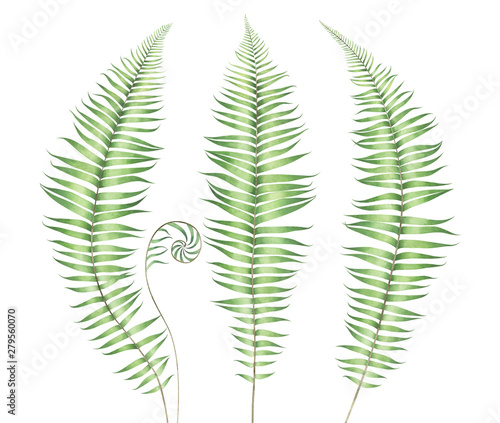 Watercolor fern isolated on white background. photo