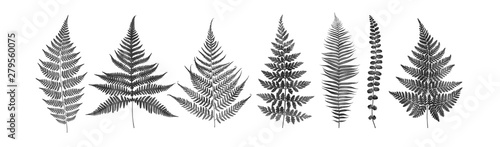 Set of fern leaves isolated on white. Watercolor botanical illustration. photo