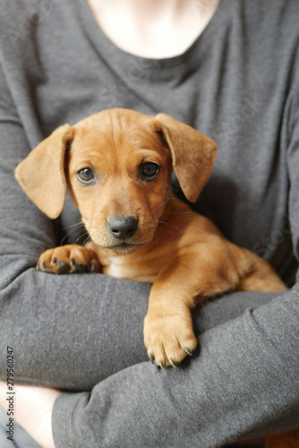 cute dachshund puppy on hand