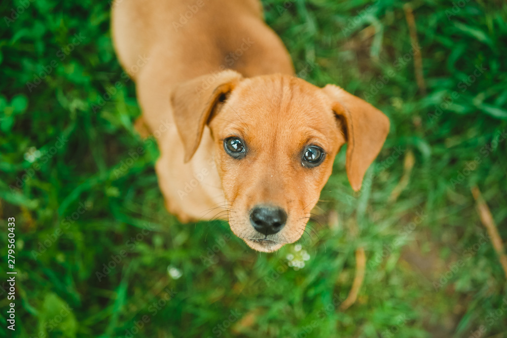 Dachshund puppy standing on green grass looking into the camera. Top view. Dachshund puppy standing on green grass looking into the camera. Top view.
