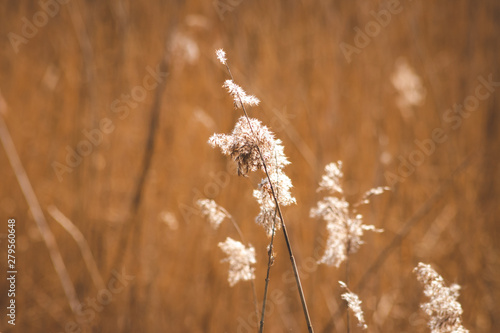 reed tufts against a brown blurry background