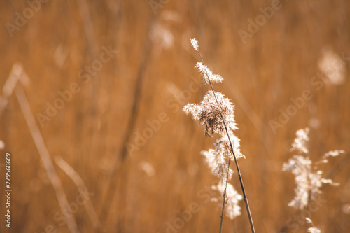 reed tufts against a brown blurry background