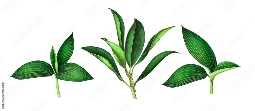 Set of magnolia and orchid leaves isolated on white. Watercolor illustration.