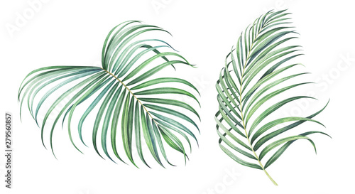 Set of tropical palm branches isolated on white. Watercolor illustration. photo