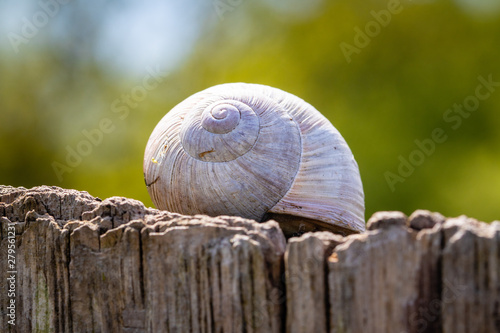 snail on a wooden post