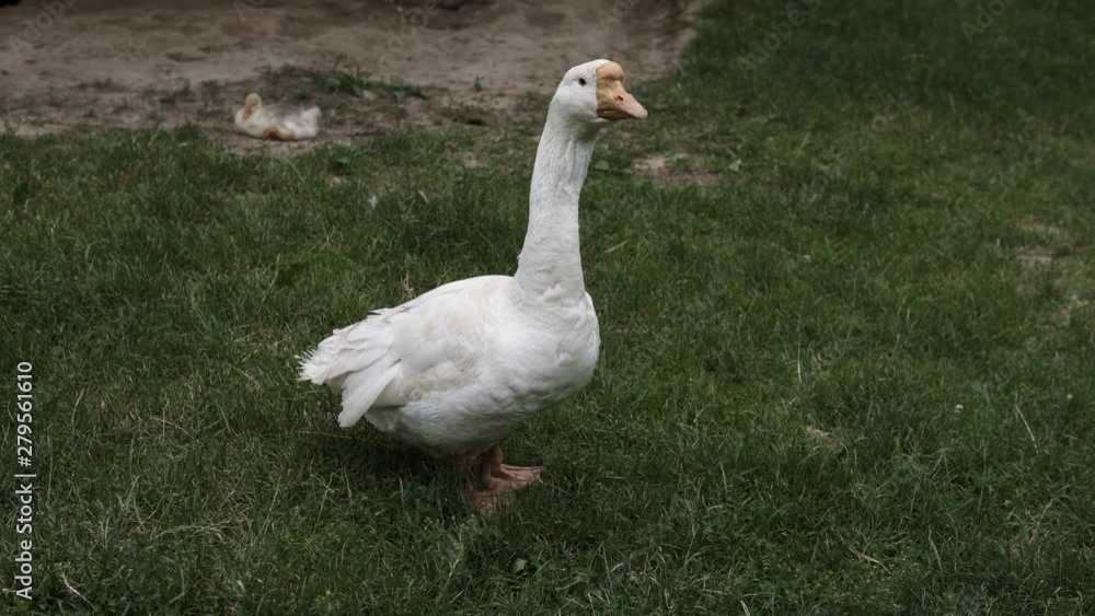 Handheld shot of a white goose on a green grass during sunny day Handheld shot of a white goose on a green grass during sunny day