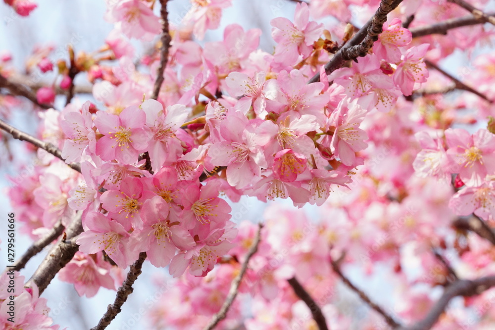 河津桜 河津桜