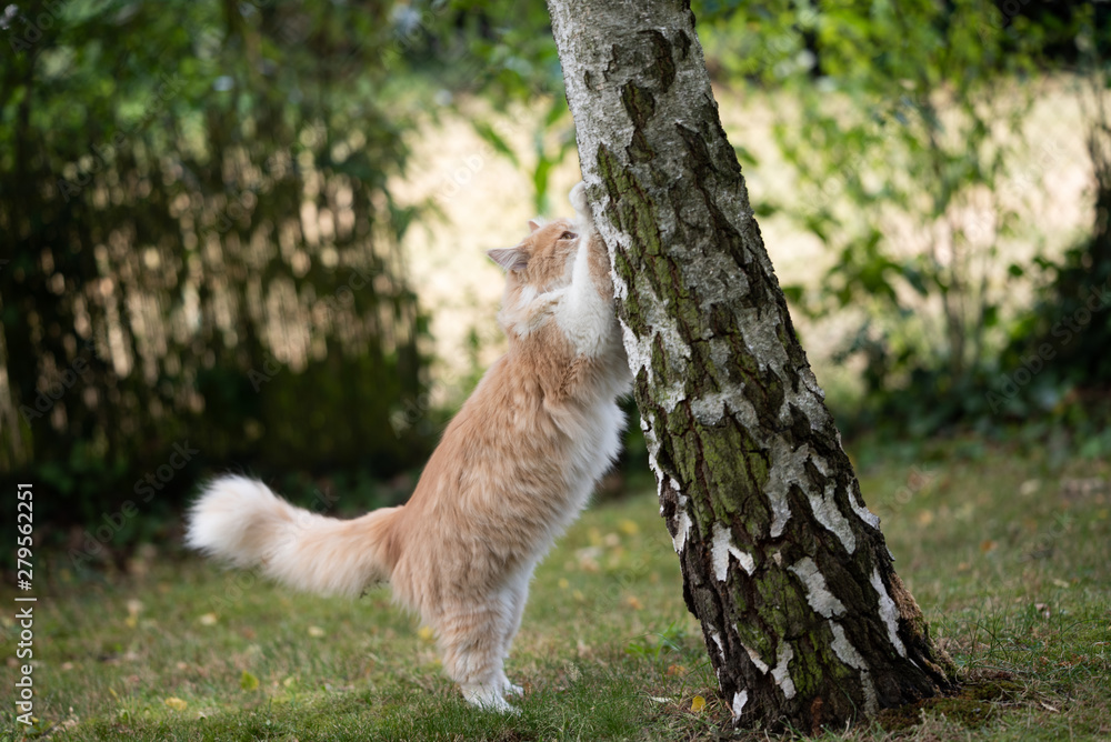 cat scratching tree trunk