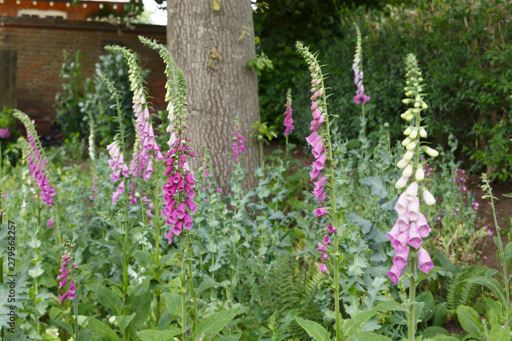 Obraz premium Foxgloves in a garden