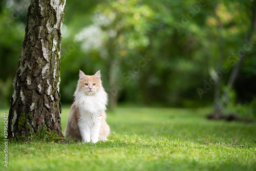 young cream tabby beige white maine coon cat standing next to a birch tree trunk in the back yard looking a bit cranky at camera