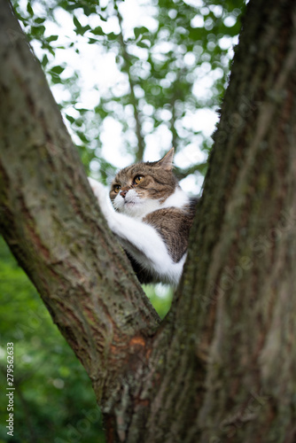 tabby white british shorthair cat scratching on bark of a tree fork in the back yard