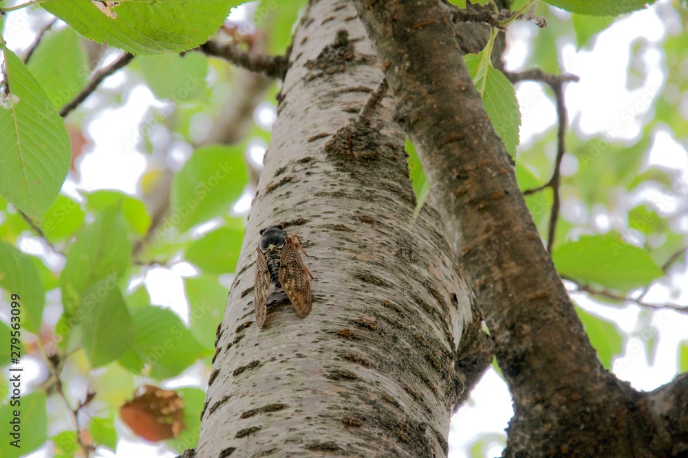 An asian locust or large cricket on the bark of a birch tree trunk An asian locust or large cricket on the bark of a birch tree trunk
