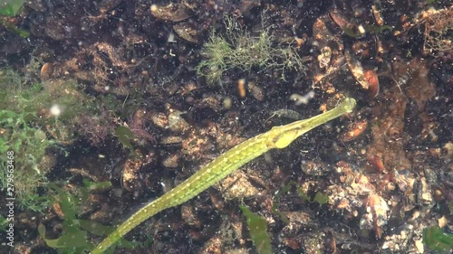 Broad-nosed pipefish (Syngnathus typhle). Fish hunts in the thickets of seaweed, Black Sea photo