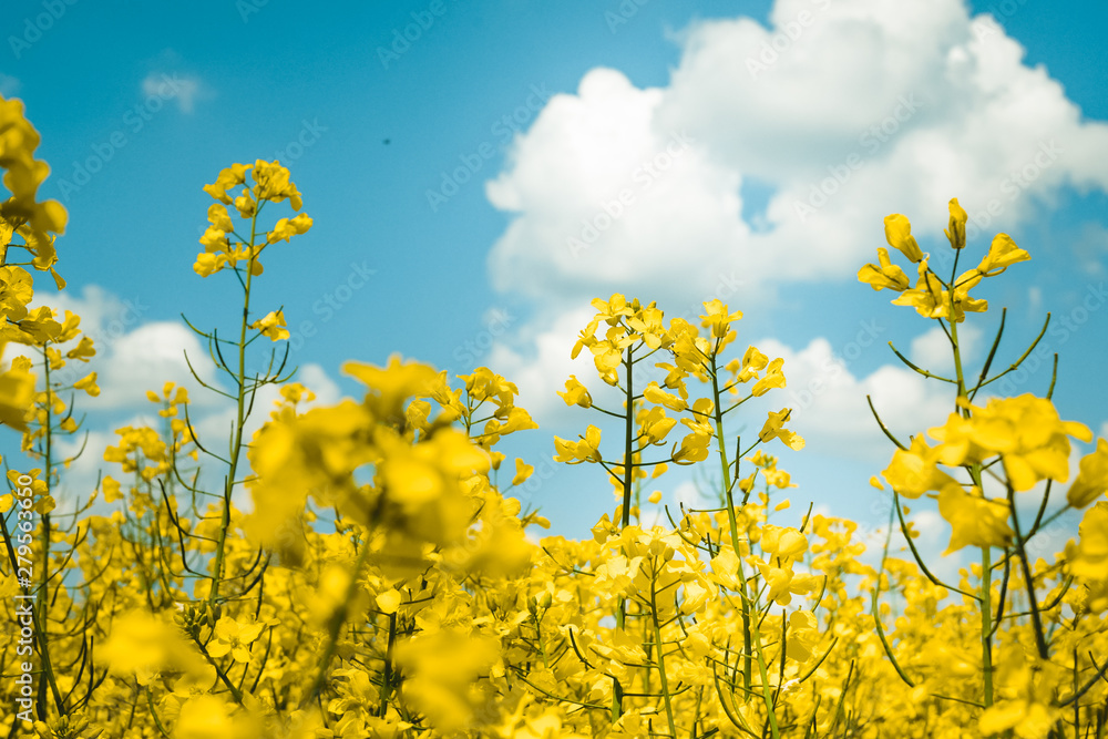 Rapeseed field, Blooming canola flowers close up. Flowering rapeseed. Against the blue sky with clouds Rapeseed field, Blooming canola flowers close up. Flowering rapeseed. Against the blue sky with clouds