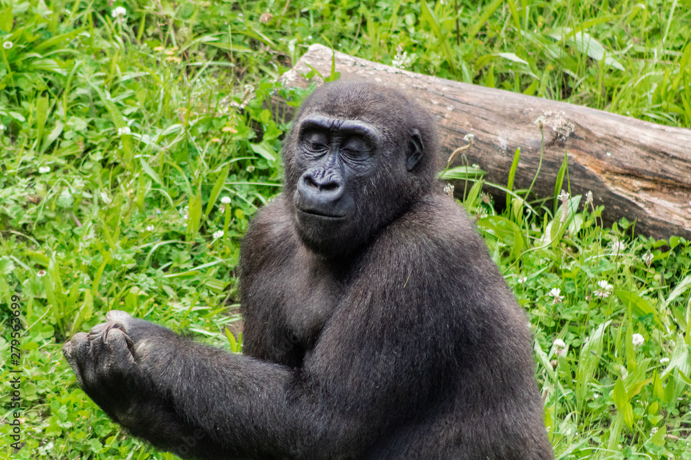 a family of gorillas playing in their green grass enclosure a family of gorillas playing in their green grass enclosure