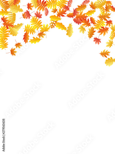 Oak  maple  wild ash rowan leaves vector  autumn foliage on white background.