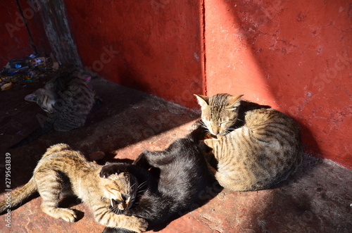 インドの首都のデリー　モスクの中で生活する野良猫の家族　可愛い子猫