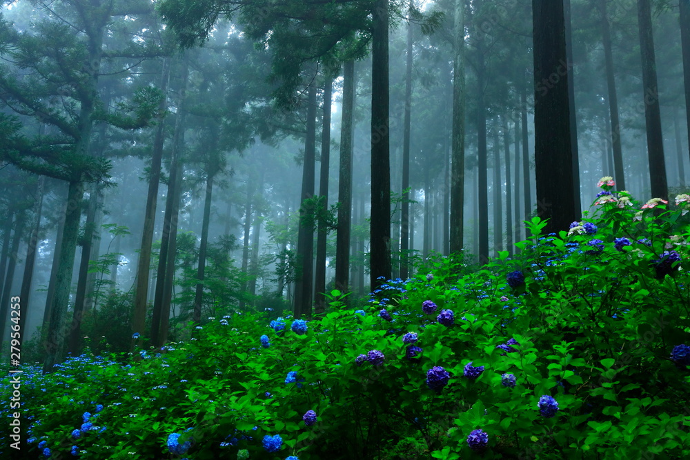 森の紫陽花