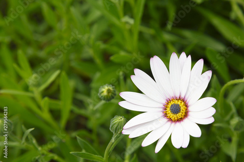 Daisy flower background template