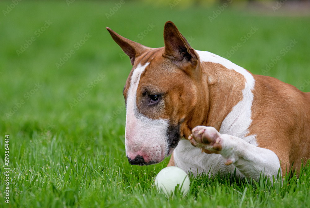 Bull Terrier playing in the grass